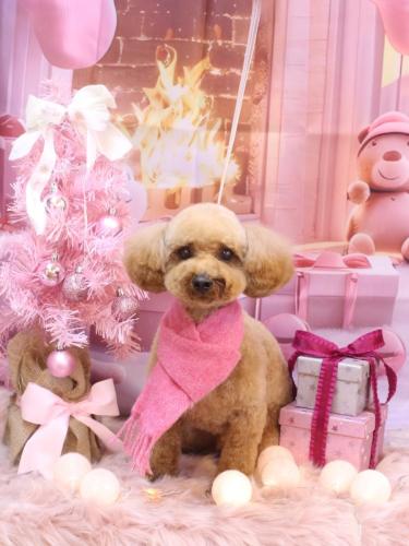 2241225シェリーくん